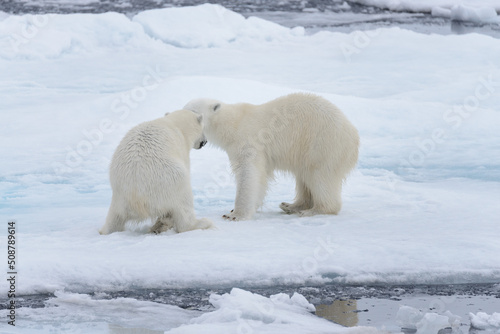 Two young wild polar bears playing on pack ice in Arctic sea