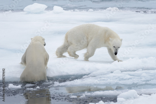 Two young wild polar bears playing on pack ice in Arctic sea, north of Svalbard