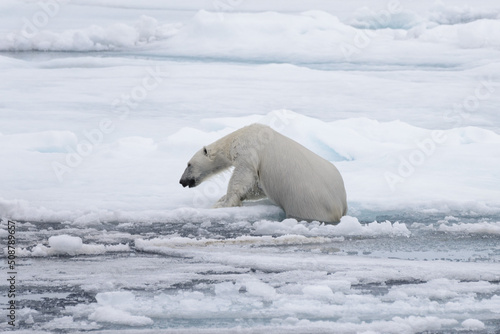 Wet polar bear going on pack ice in Arctic sea