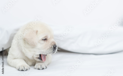 Yawning Golden retriever puppy lying under white warm blanket on a bed at home. Empty space for text © Ermolaev Alexandr