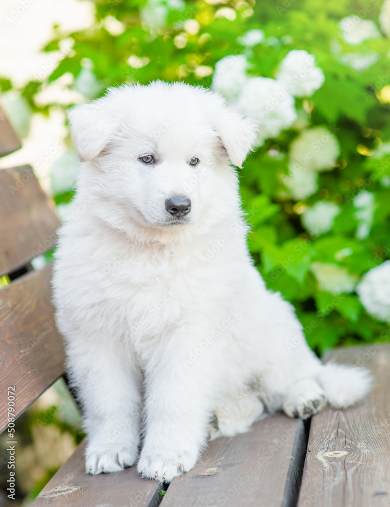 Fototapeta premium Young white Swiss Shepherd sits at summer park