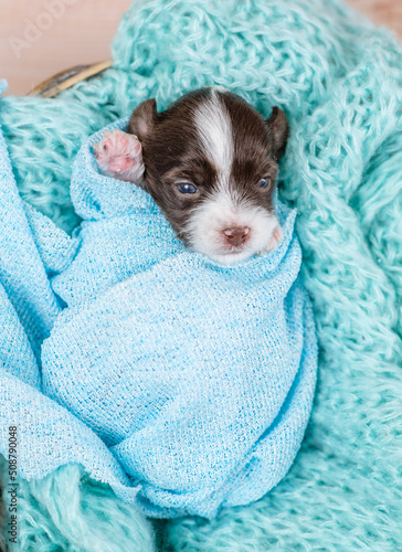 Cute newborn Biewer Yorkie puppy wrapped like a baby, sleeps in a basket. Top down view © Ermolaev Alexandr