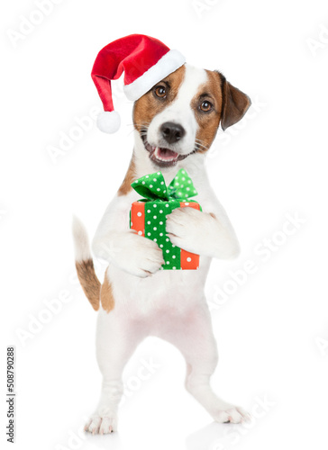Happy Jack russell terrier puppy wearing santa hat holds gift box. isolated on white background © Ermolaev Alexandr