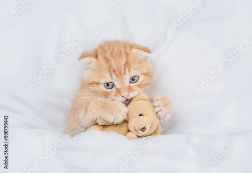 Cute tiny kitten hugs favorite toy bear under white warm blanket on a bed at home.Top down view