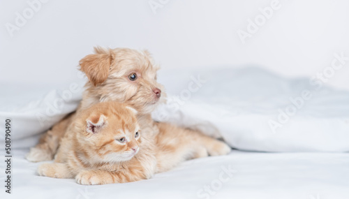Cute Goldust Yorkshire terrier puppy hugs ginger kitten under warm white blanket on a bed at home and look away on empty space