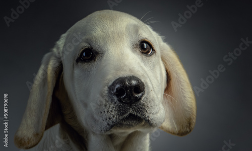 Portrait of dog on a dark background © Sergey Nivens