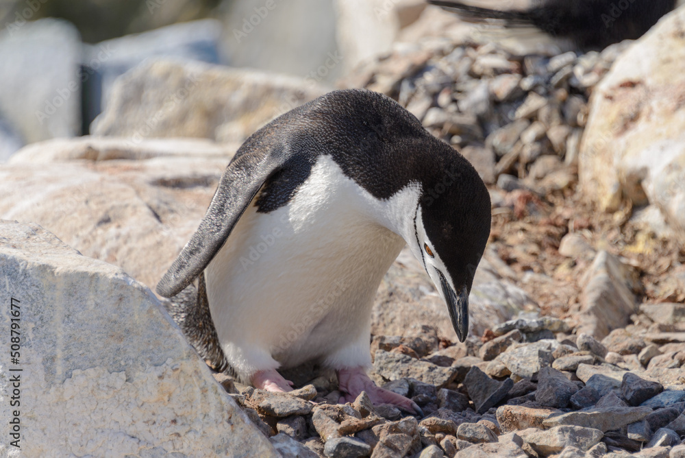 Fototapeta premium Chinstrap penguin on the beach in Antarctica