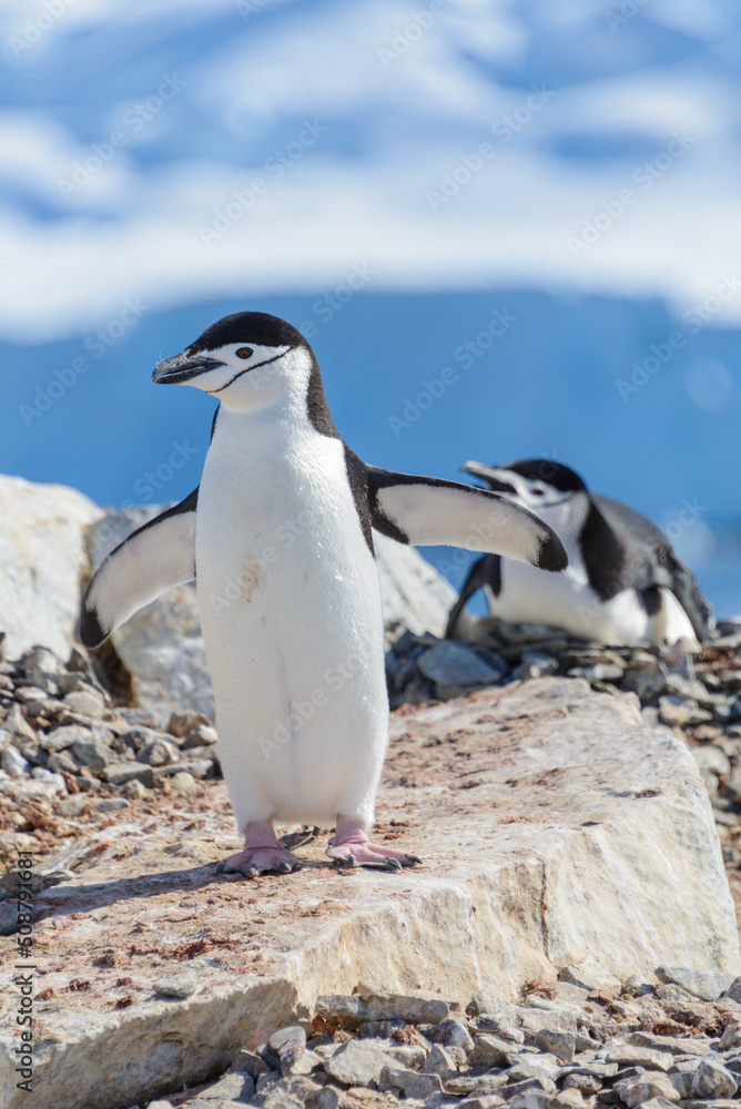 Obraz premium Chinstrap penguin on the beach in Antarctica