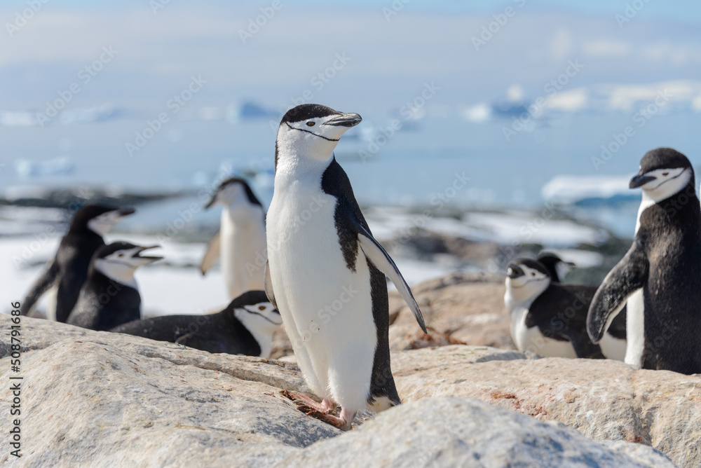Obraz premium Chinstrap penguin on the beach in Antarctica