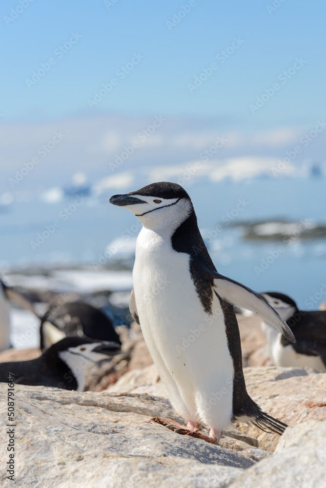 Obraz premium Chinstrap penguin on the beach in Antarctica