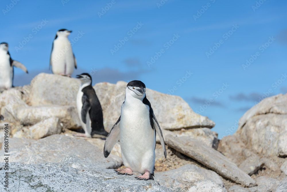 Naklejka premium Chinstrap penguin on the beach in Antarctica