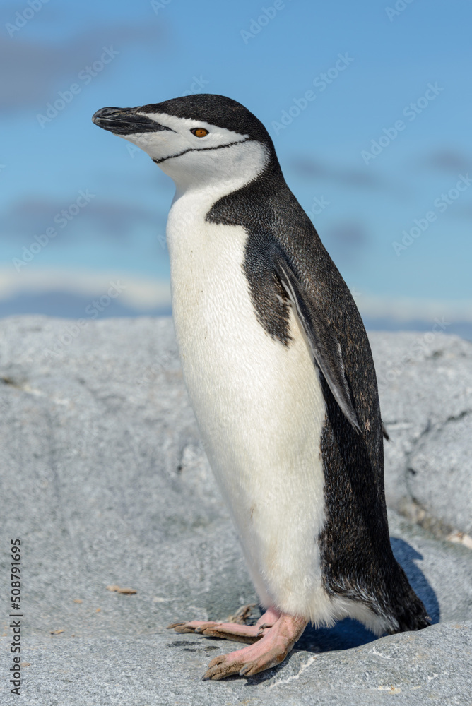 Fototapeta premium Chinstrap penguin on the beach in Antarctica
