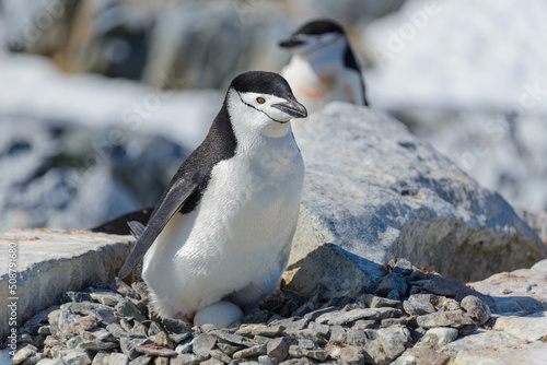 Chinstrap penguin with egg on the beach in Antarctica