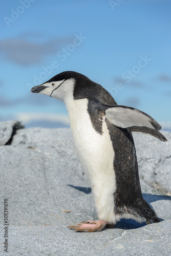 Chinstrap penguin on the beach in Antarctica © Alexey Seafarer