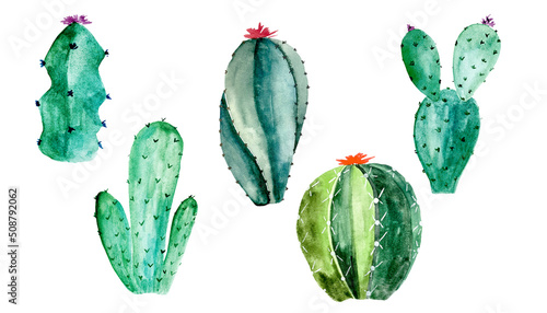 Watercolor cactus set on white. Botanic illustration of succulent and cacti
