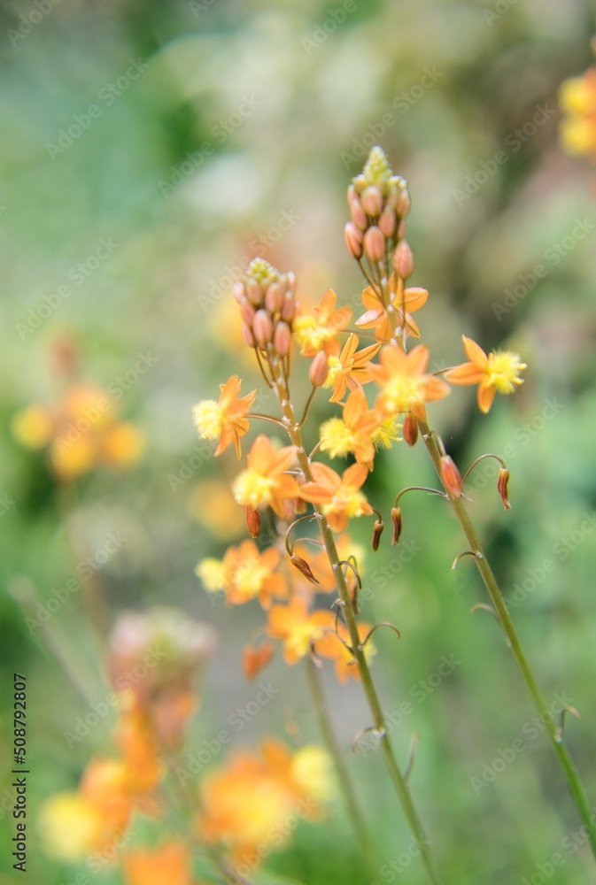 暖かな光のような花