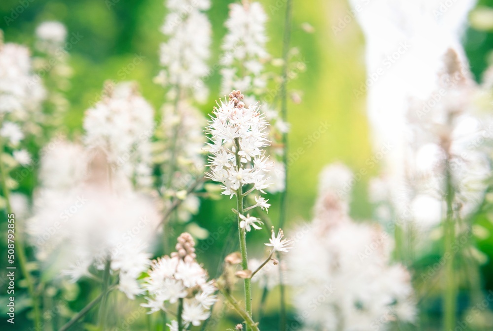 光芒のように咲く白い花 光芒のように咲く白い花