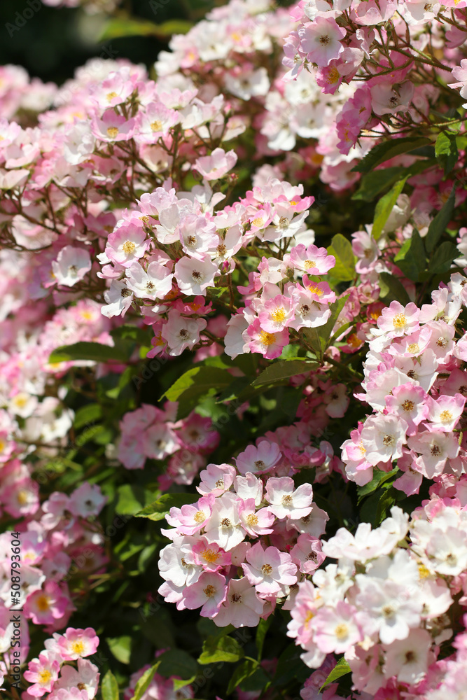 バレリーナと命名された、華やかなバラの群生。Pink and white mix colored bunch of rose flowers バレリーナと命名された、華やかなバラの群生。Pink and white mix colored bunch of rose flowers