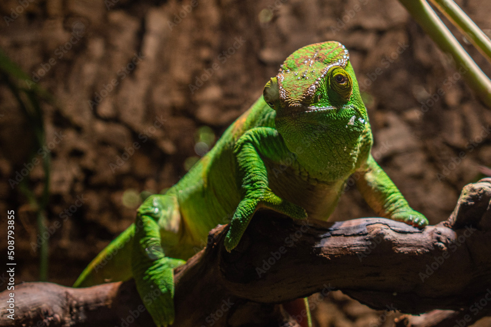 Fototapeta premium green chameleon