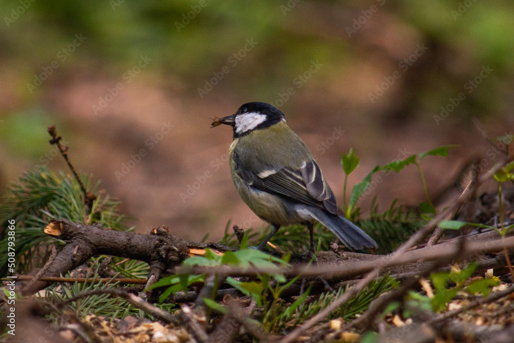 chickadee with fly in it's beak chickadee with fly in it's beak