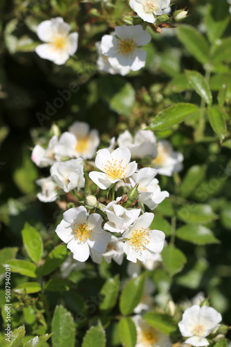 Noble white rose flower head of "Frau Holle" created in Germany 2006, close up photography.