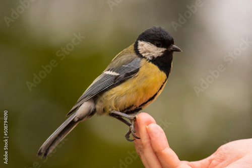 bird on a hand