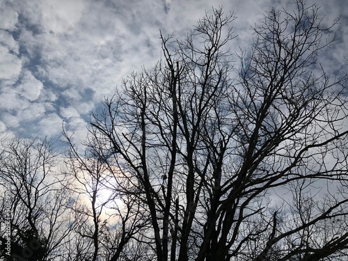 Trees against the clouds.