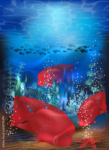 Underwater card with red tropical Blood parrot fish, vector illustration