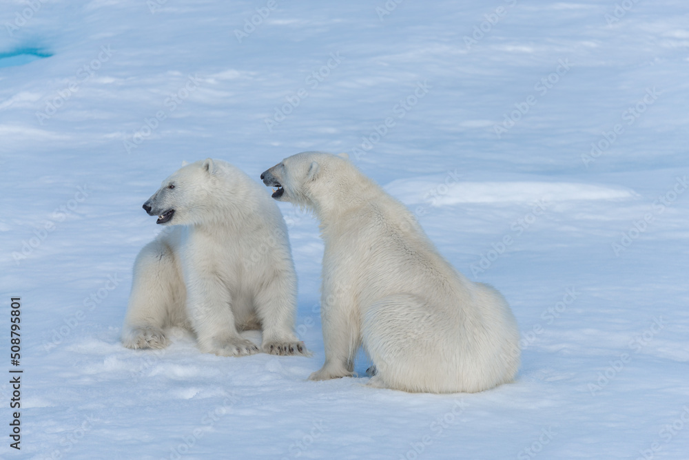 Fototapeta premium Two young wild polar bear cubs playing on pack ice in Arctic sea, north of Svalbard