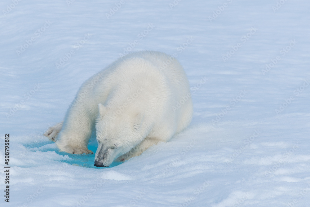 Two young wild polar bear cubs playing on pack ice in Arctic sea, north of Svalbard Two young wild polar bear cubs playing on pack ice in Arctic sea, north of Svalbard