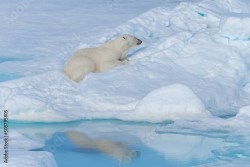 Wild polar bear lying on the pack ice north of Spitsbergen Island, Svalbard © Alexey Seafarer
