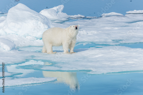 Wild polar bear  Ursus maritimus  going on the pack ice north of Spitsbergen Island  Svalbard