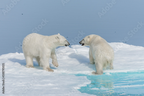 Two young wild polar bear cubs playing on pack ice in Arctic sea, north of Svalbard