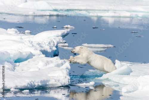 Wild polar bear jumping across ice floes north of Svalbard Arctic Norway © Alexey Seafarer