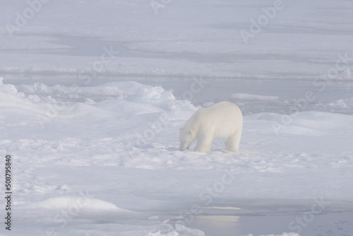 Polar bear (Ursus maritimus) on the pack ice in fog