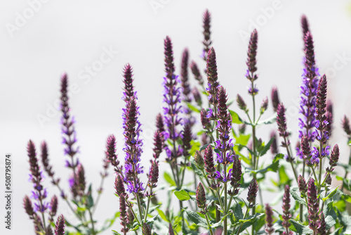 Blooming lavender. Bright flowers. Purple range. The beauty of nature. Gentle plant. Lavender scent. Lavender oil.