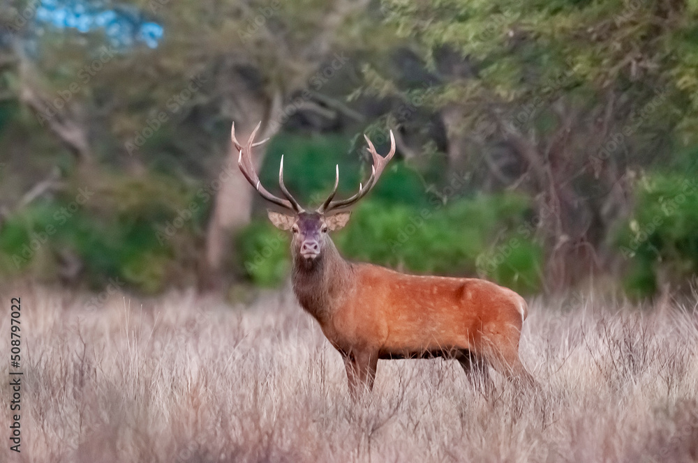 Obraz premium Male Red deer in La Pampa, Argentina, Parque Luro, Nature Reserve