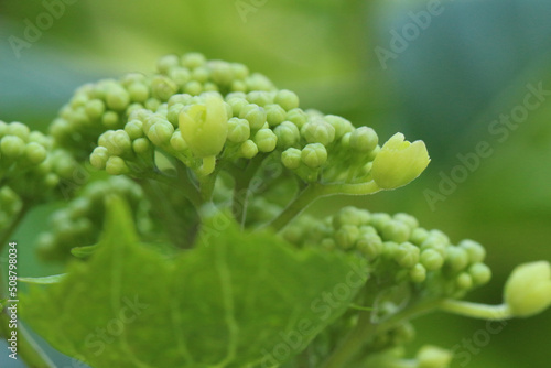 一枚の葉の向こうのいくつかの蕾だけが開花が始まったまだ色づく前のガクアジサイのマクロ
