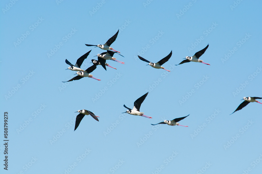 Fototapeta premium Black necked Stilt, Himantopus melanurus, La Pampa Argentina