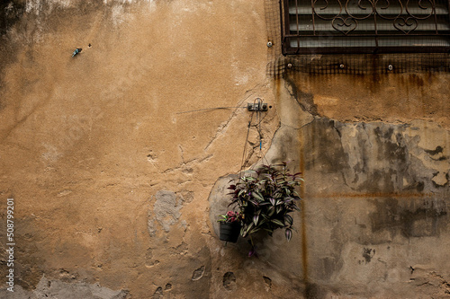the vine plant in one basket was hung with the brown background at Tarad Noi ( the old town) in Bangkok Thailandv