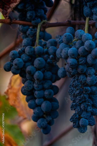 Wallpaper Mural red grapes on vine Torontodigital.ca