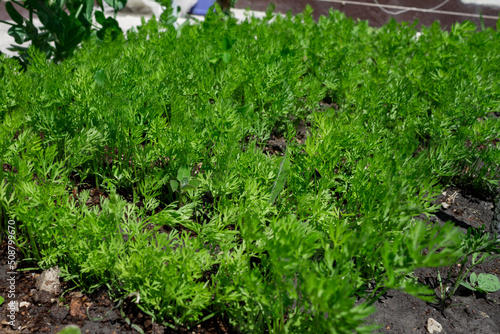 Young carrot plant sprouts grow on farm garden bed. Growing organic carrot crop - vegetables sprouts on farm field. Green carrot plant row growing. Vegetable plant crop closeup in agriculture field