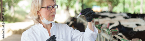 A female veterinarian looks at tests at a cow farm.