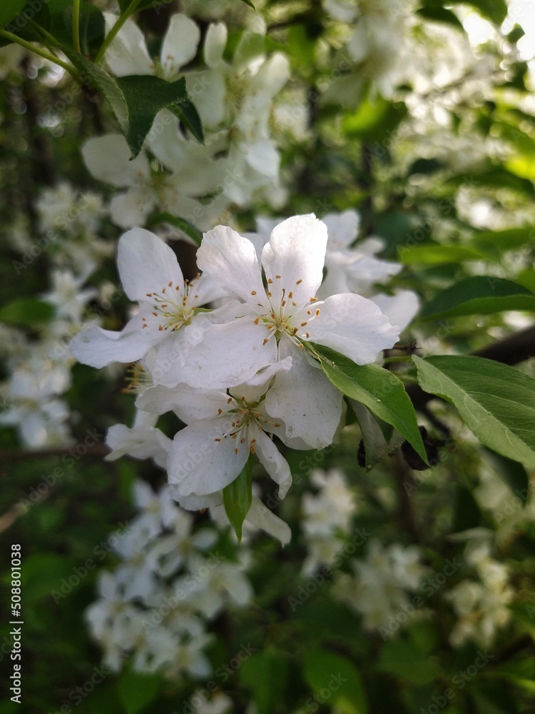 Obraz premium Apple tree blossom