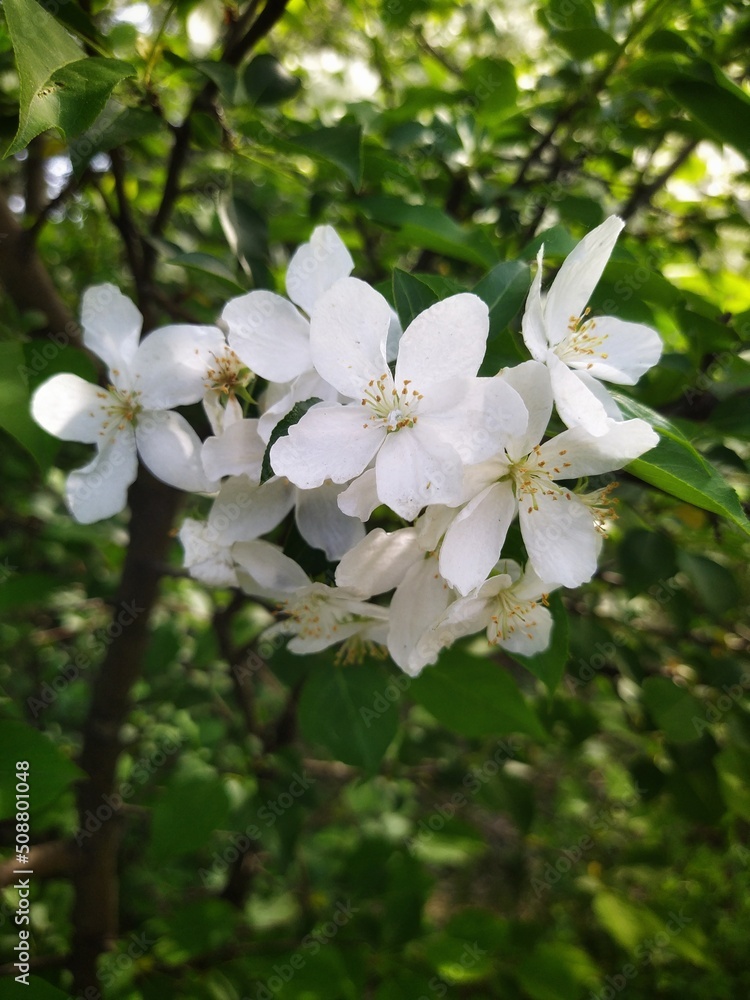 Fototapeta premium Apple tree blossom