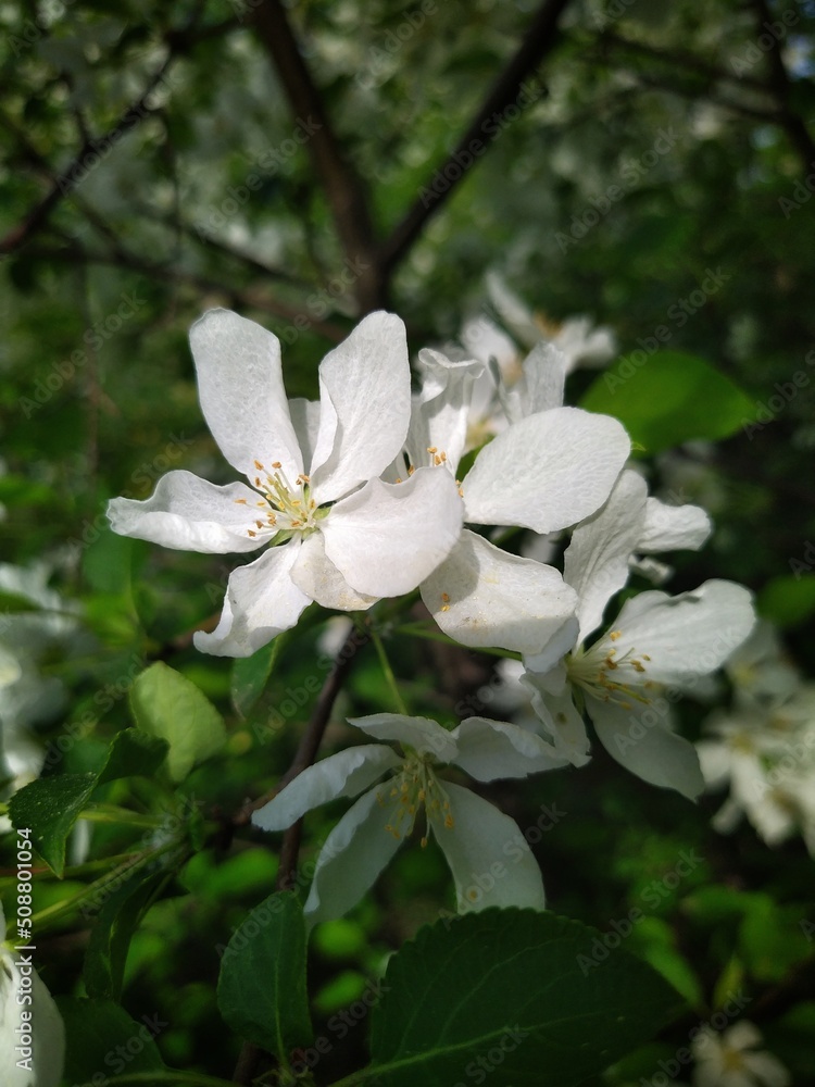 Apple tree blossom