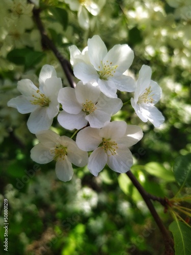 Apple tree blossom