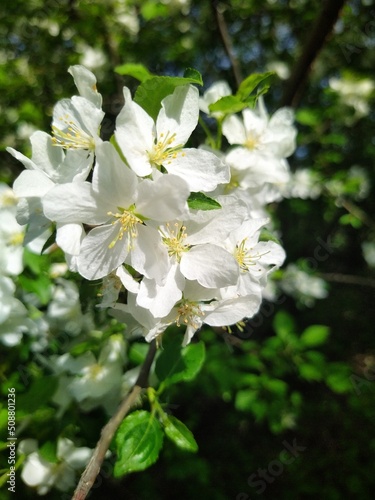 Apple tree blossom