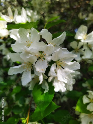 Apple tree blossom