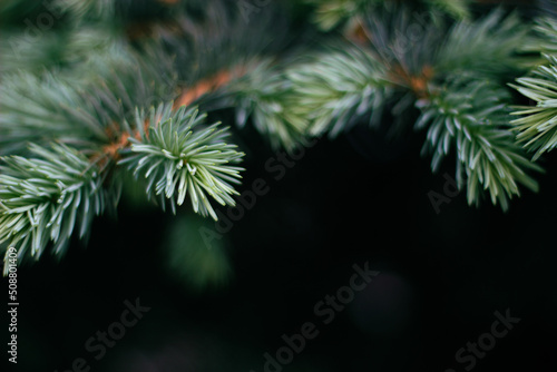 Blue spruce branch background texture